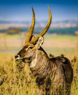 Side view of deer on field