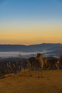 View of animals on field against sky during sunset