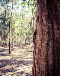 Close-up of tree trunk in forest