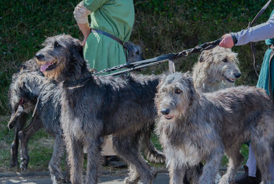 People with irish wolfhound dogs