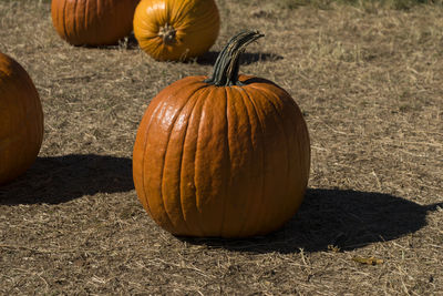 Close-up of pumpkins on field