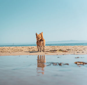 Dog standing at beach against clear sky