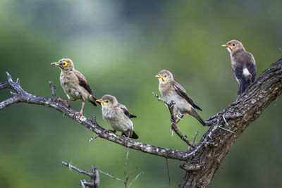 Birds perching on branch