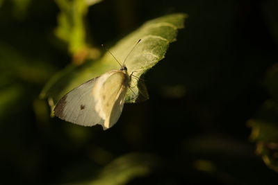 Close-up of butterfly on flower