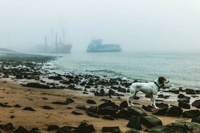 View of dog on beach