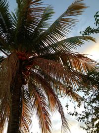 Low angle view of palm trees