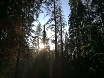 Sun shining through trees