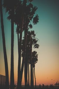 Low angle of palm trees against sky during sunset