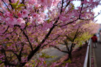 Close-up of pink cherry blossoms in spring