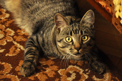 Close-up portrait of cat