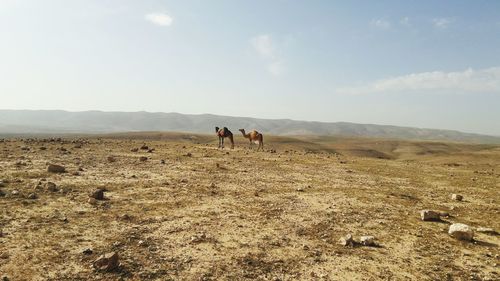 Camels at desert against sky