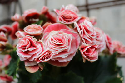 Close-up of roses blooming outdoors