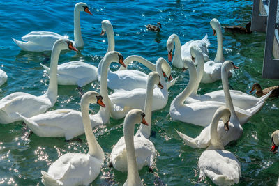 Swans swimming in lake
