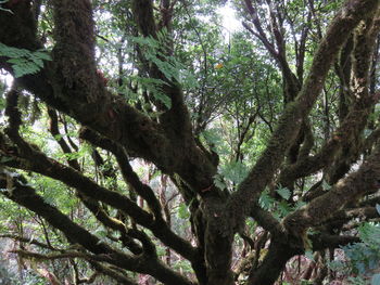 Low angle view of tree