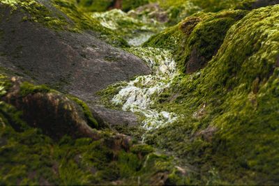 Close-up of stream flowing through rocks