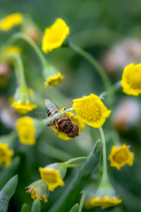 Close-up of bee pollinating on yellow flower
