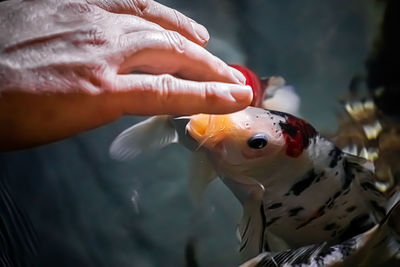 Red carps close-up swim in clear water. a man feeds koi fish from his hands in an aquarium.