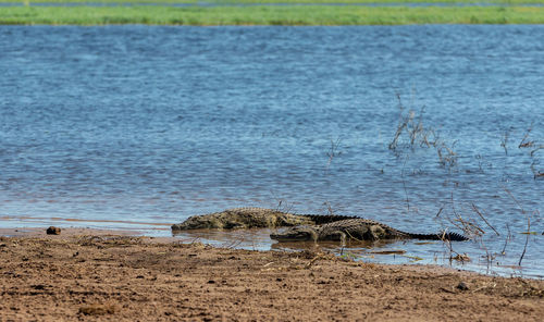 View of a turtle in the sea