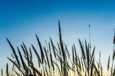 Stalks against blue sky