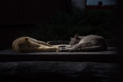 Cat sleeping on the ground