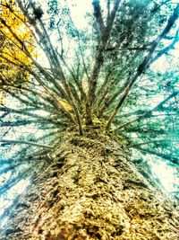 Low angle view of trees against sky