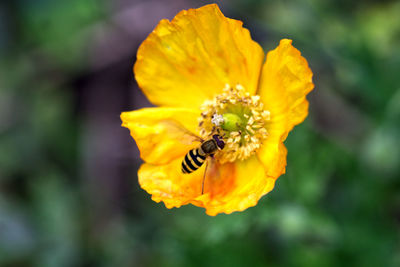 Close-up of bee pollinating on yellow flower