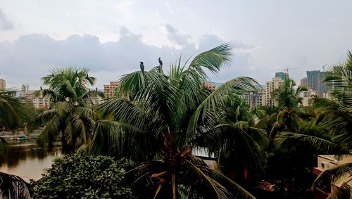 Palm trees against sky