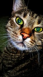 Close-up portrait of cat at night