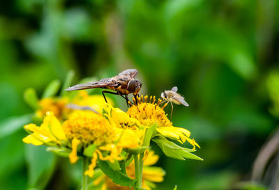 Close-up of bee pollinating on yellow flower