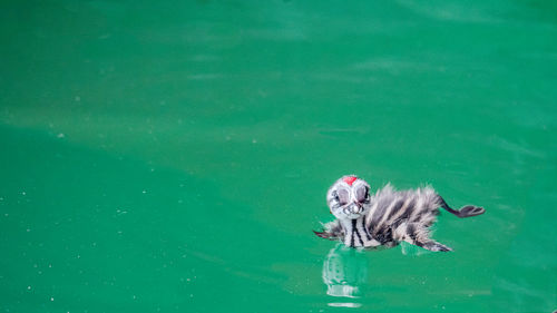 Dog swimming in a water