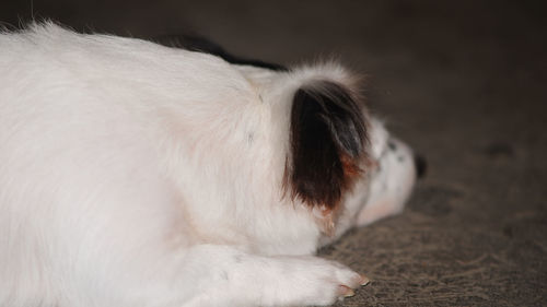 Close-up of a dog