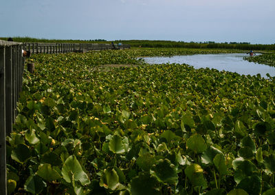 Plants growing in farm against sky