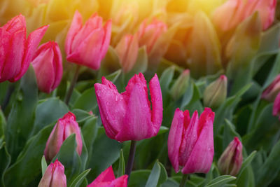 Close-up of red tulips