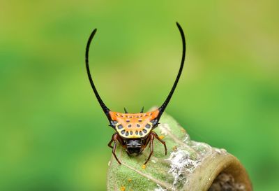 Close-up of butterfly on plant