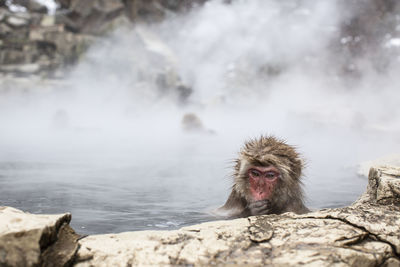 Monkey on rock in water