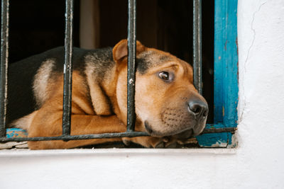 Close-up of a dog looking away