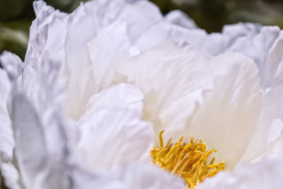 Close-up of white flowering plant