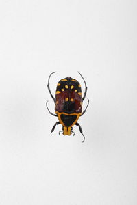 Close-up of insect on white background