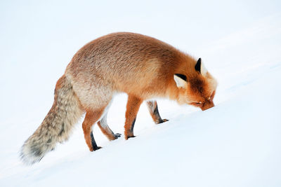 Full length of red fox on snow covered field