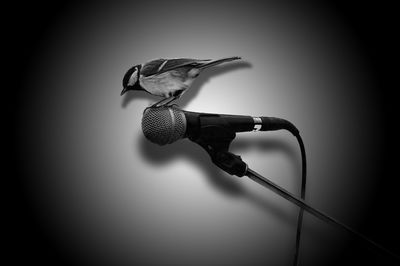 Close-up of chain against wall