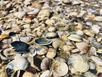 High angle view of shells on pebbles