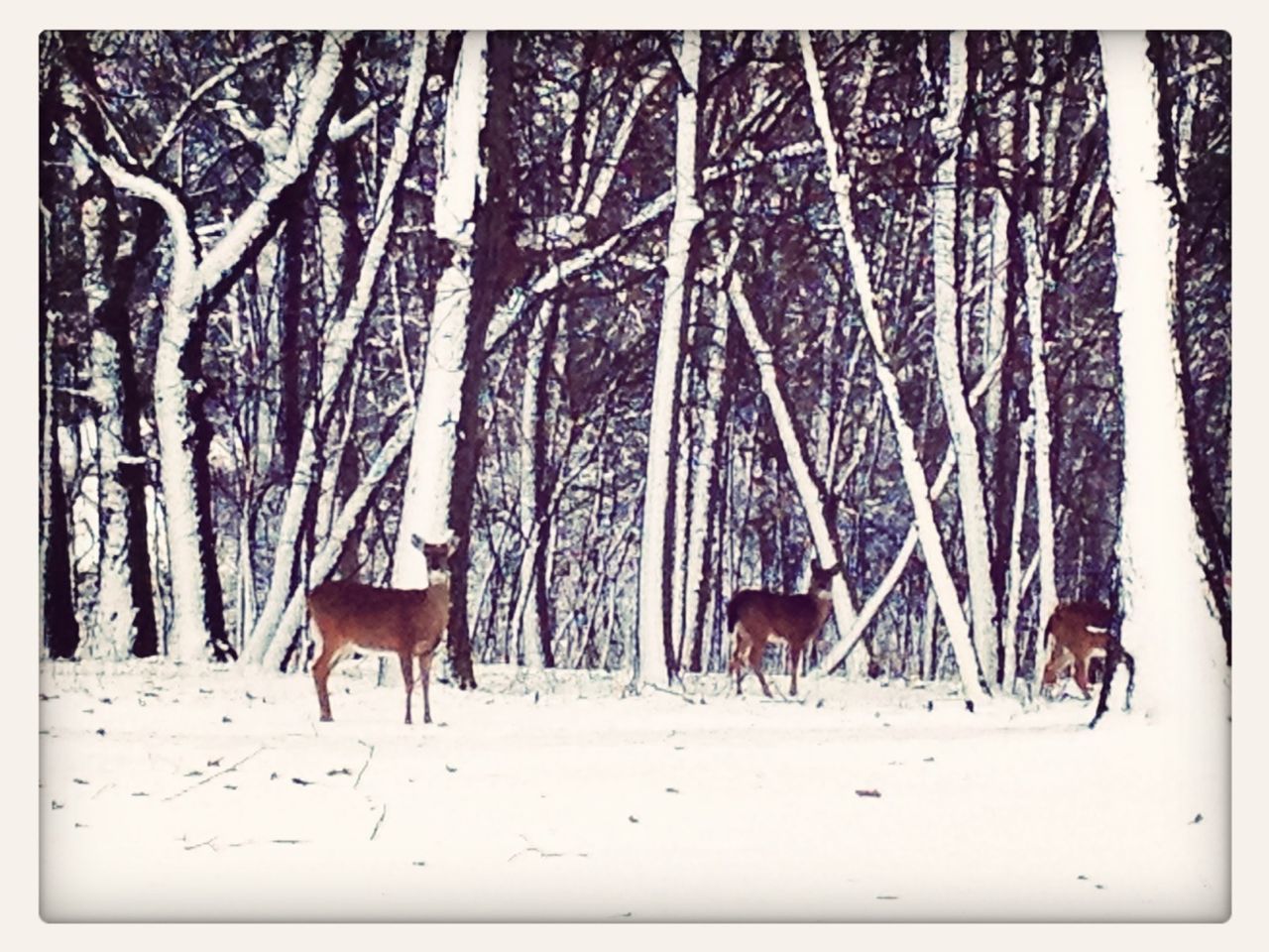 animal themes, snow, domestic animals, mammal, winter, horse, tree, cold temperature, auto post production filter, bare tree, branch, livestock, fence, wildlife, nature, tree trunk, transfer print, day, herbivorous, two animals