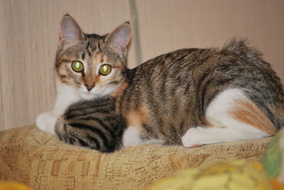 Close-up portrait of a cat resting at home