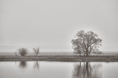 Bare tree by lake against sky