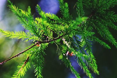 Close-up of pine tree