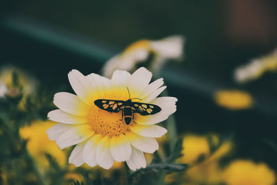 Close-up of insect on yellow flower