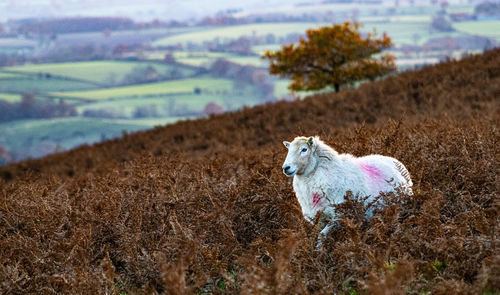 Horse standing on field