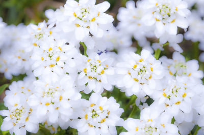 Close-up of white flowers