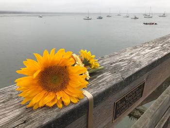 Close-up of sunflower by sea