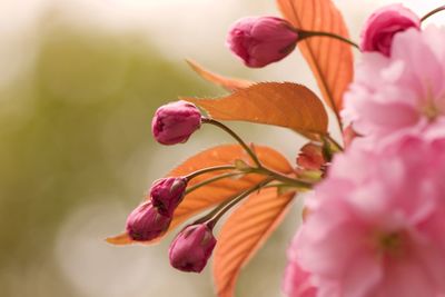 Close-up of pink flowering plant in bloom